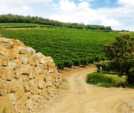 A Look At The Wine Cellar - Bindi Sergardi Fattoria di Mocenni